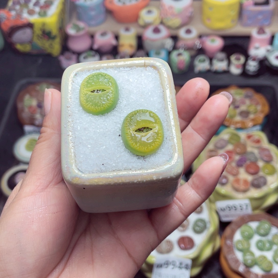 w9945 带盆土发货 -零下地区拍保温箱