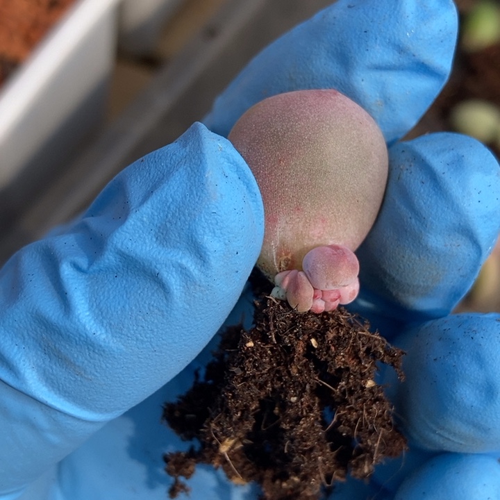 沫米可奶酪多肉植物