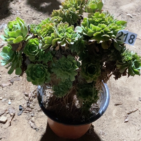 218绿羊绒朵朵十八包邮偏远勿拍