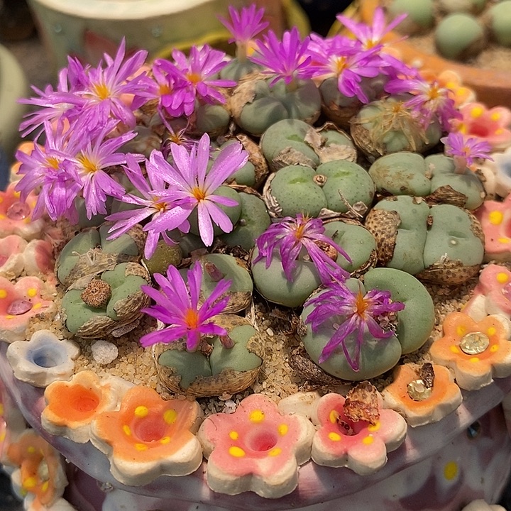 大型四头紫花饼1颗