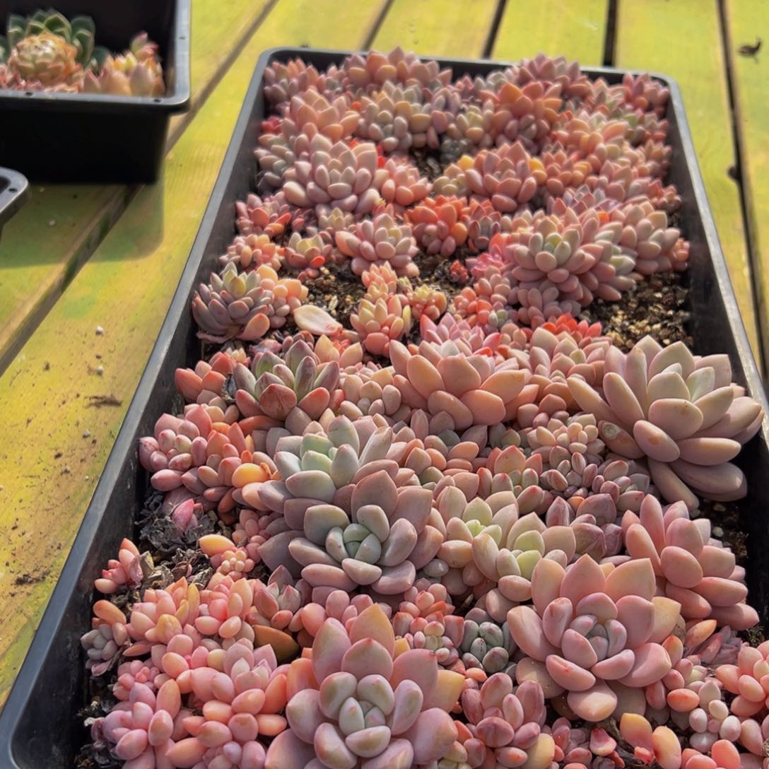 534大热天的时候我就想问一下