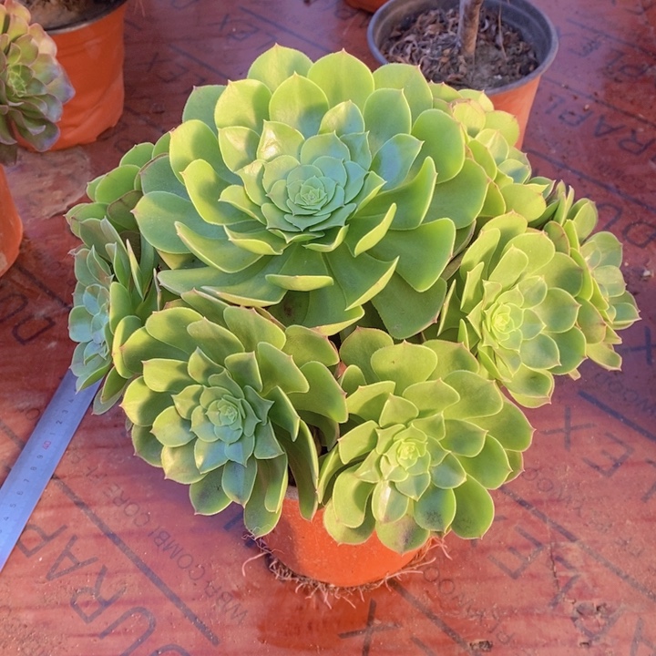 闪购法师1棵万圣节