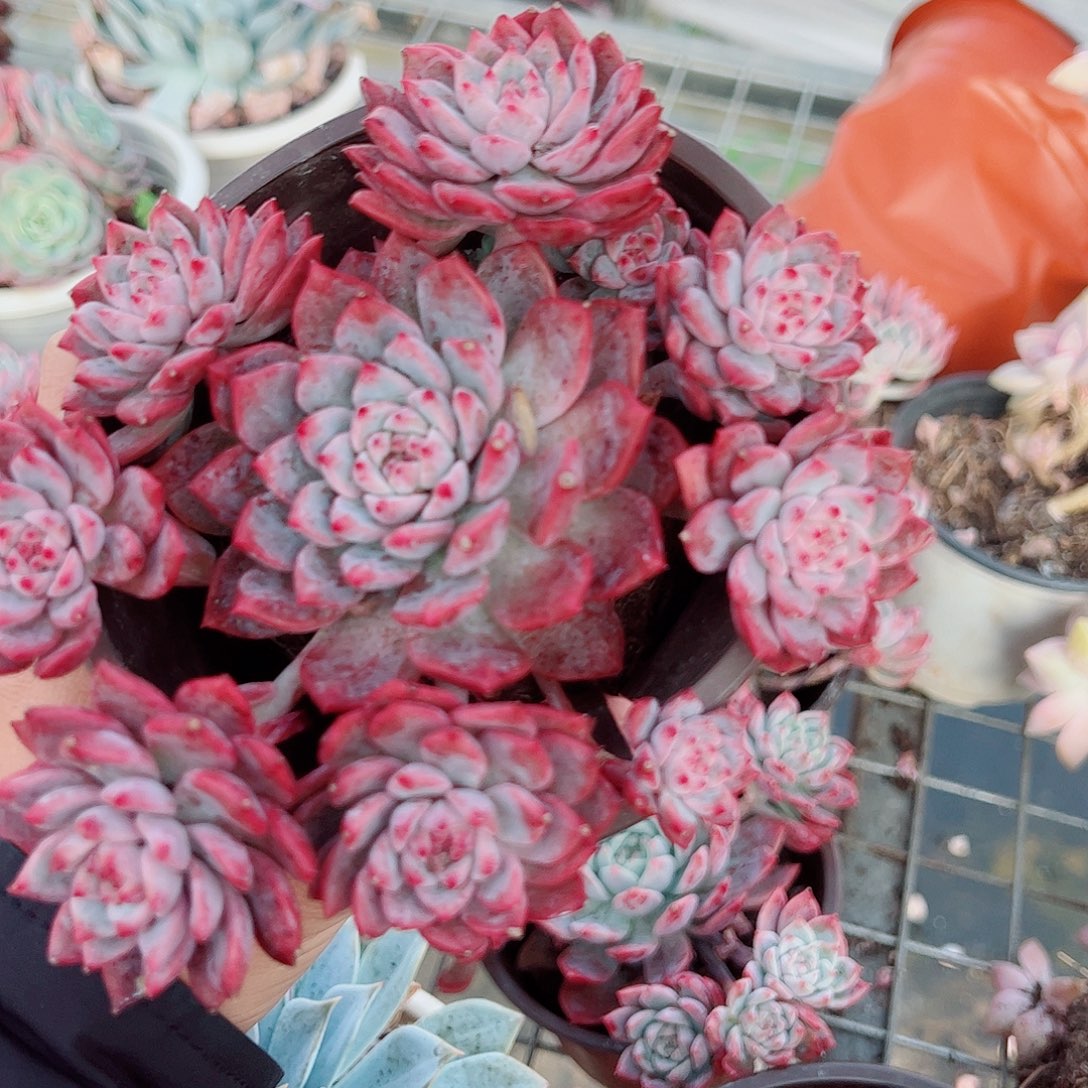 霜花多头造型精品特价