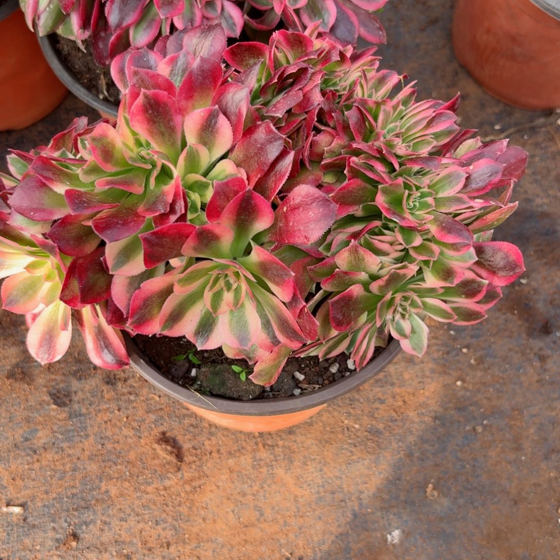 我4125 号多肉法师新年特价