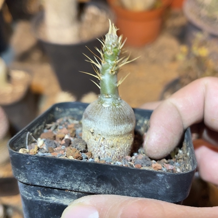 满38包邮2天凑单，脱土晾根发货多肉植物实生天马空