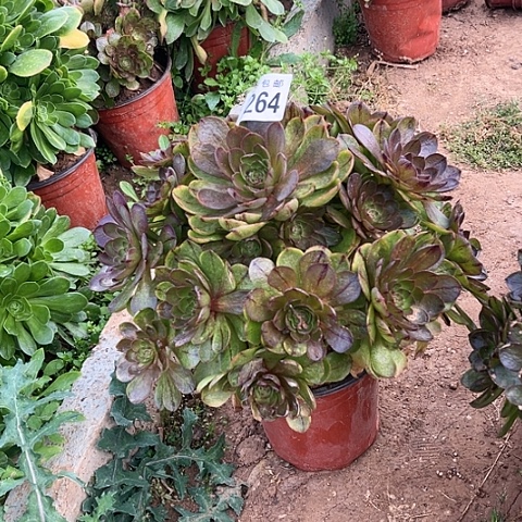 264万拉丝不包断枝