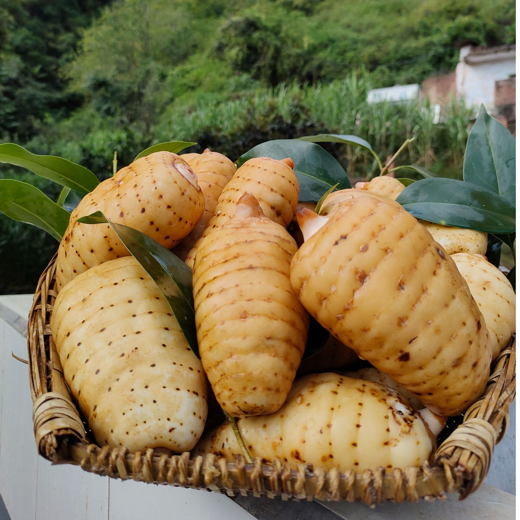 云南昭通小草坝高山乌天麻炖肉煲汤滋补养身食材（微次果特价现吃）