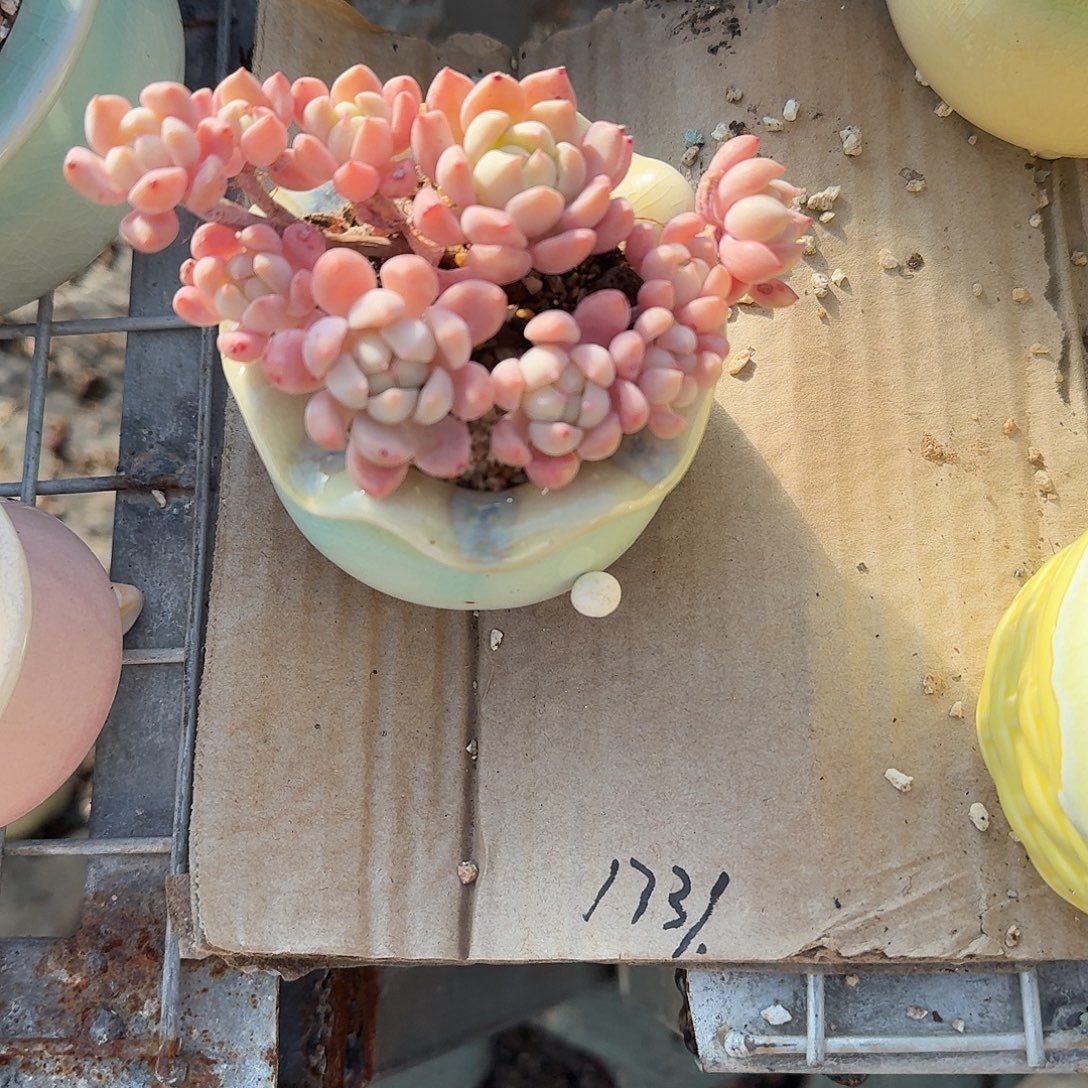 小粉花带盆多肉植物