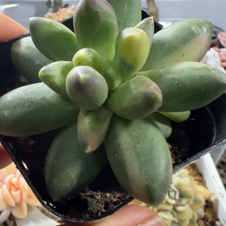 千代田锦多肉植物