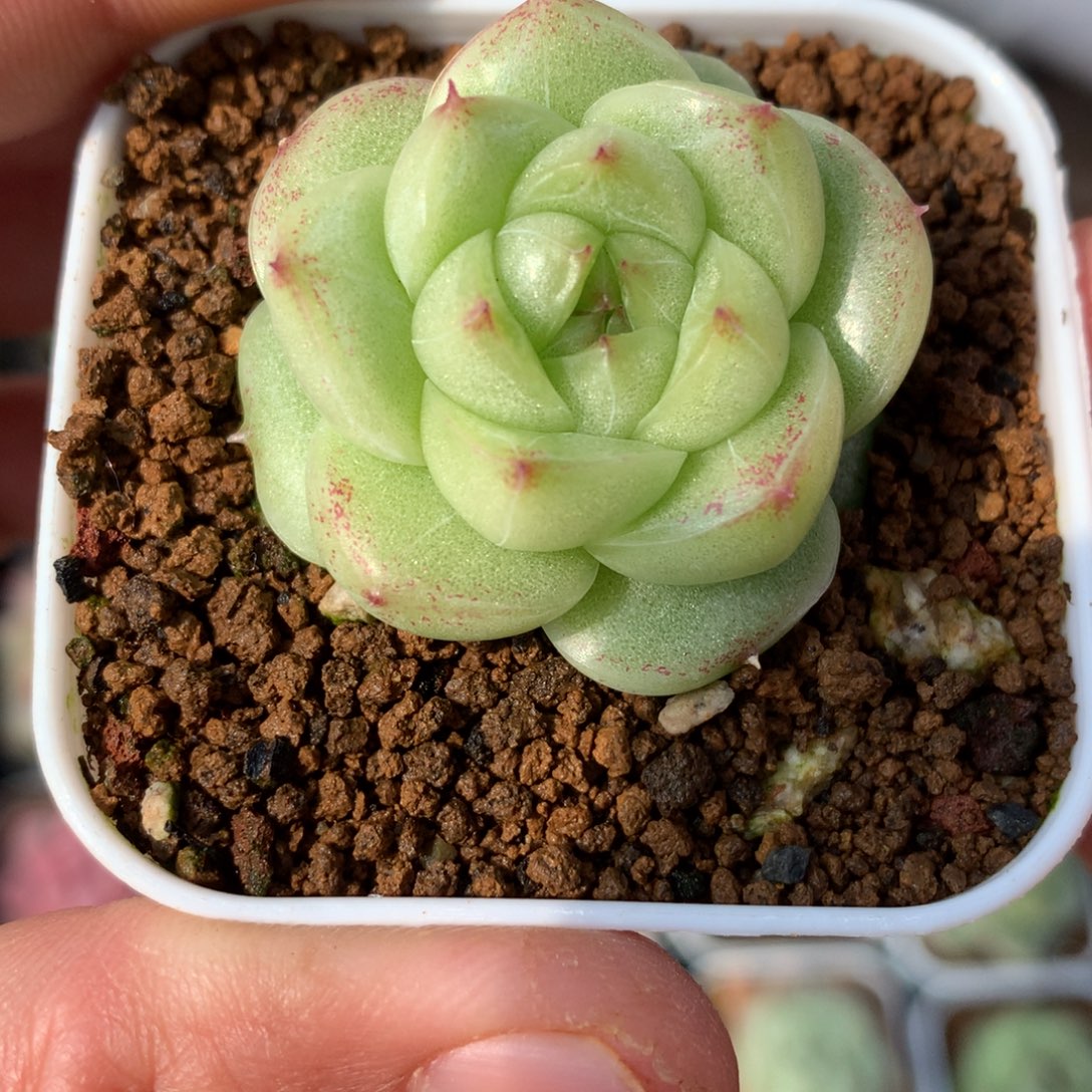 油体。   厚叶麦秆。       13号