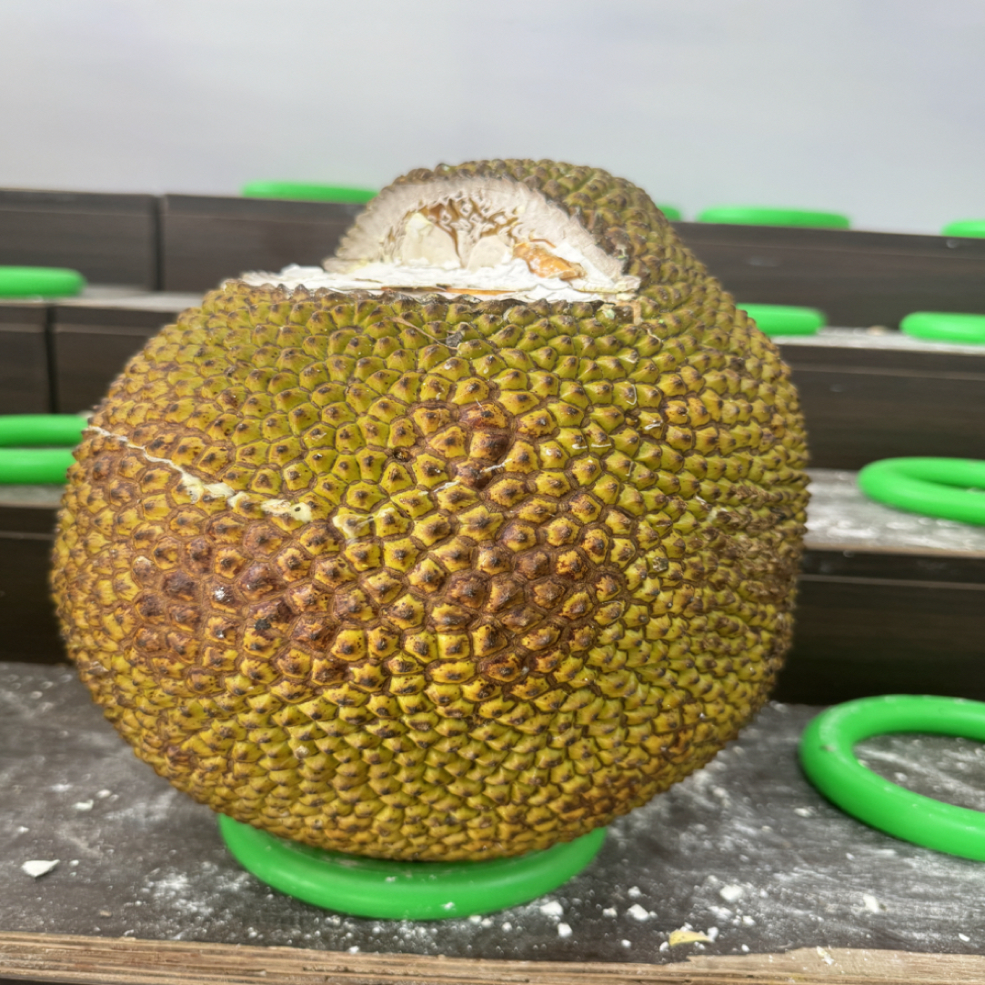 【顺丰包邮次日达】印尼红肉菠萝蜜AAA级8—14斤整果一物一拍红肉菠萝蜜越南社会主义共和国