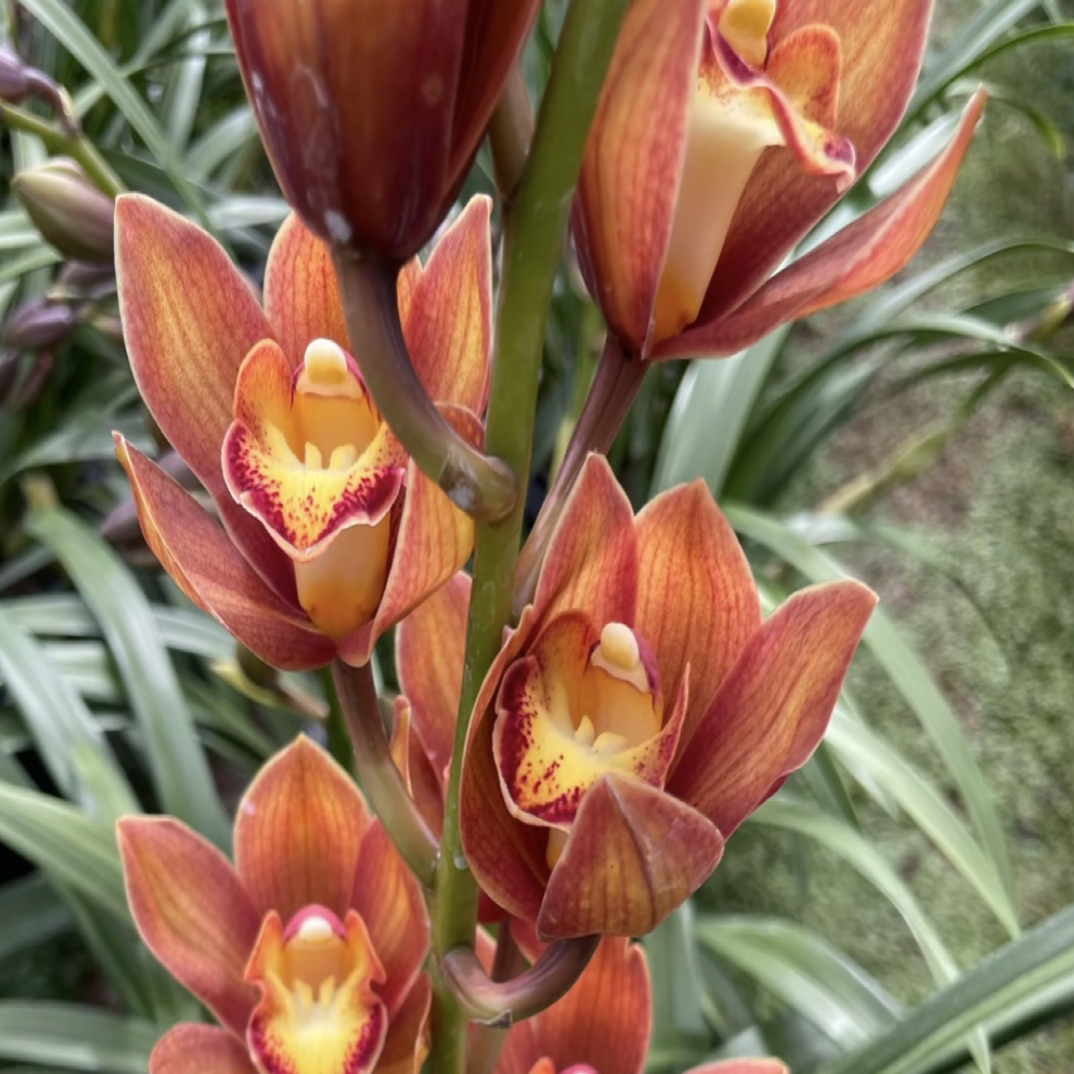 大花蕙兰【烈火】家庭绿枝好养美观花期长