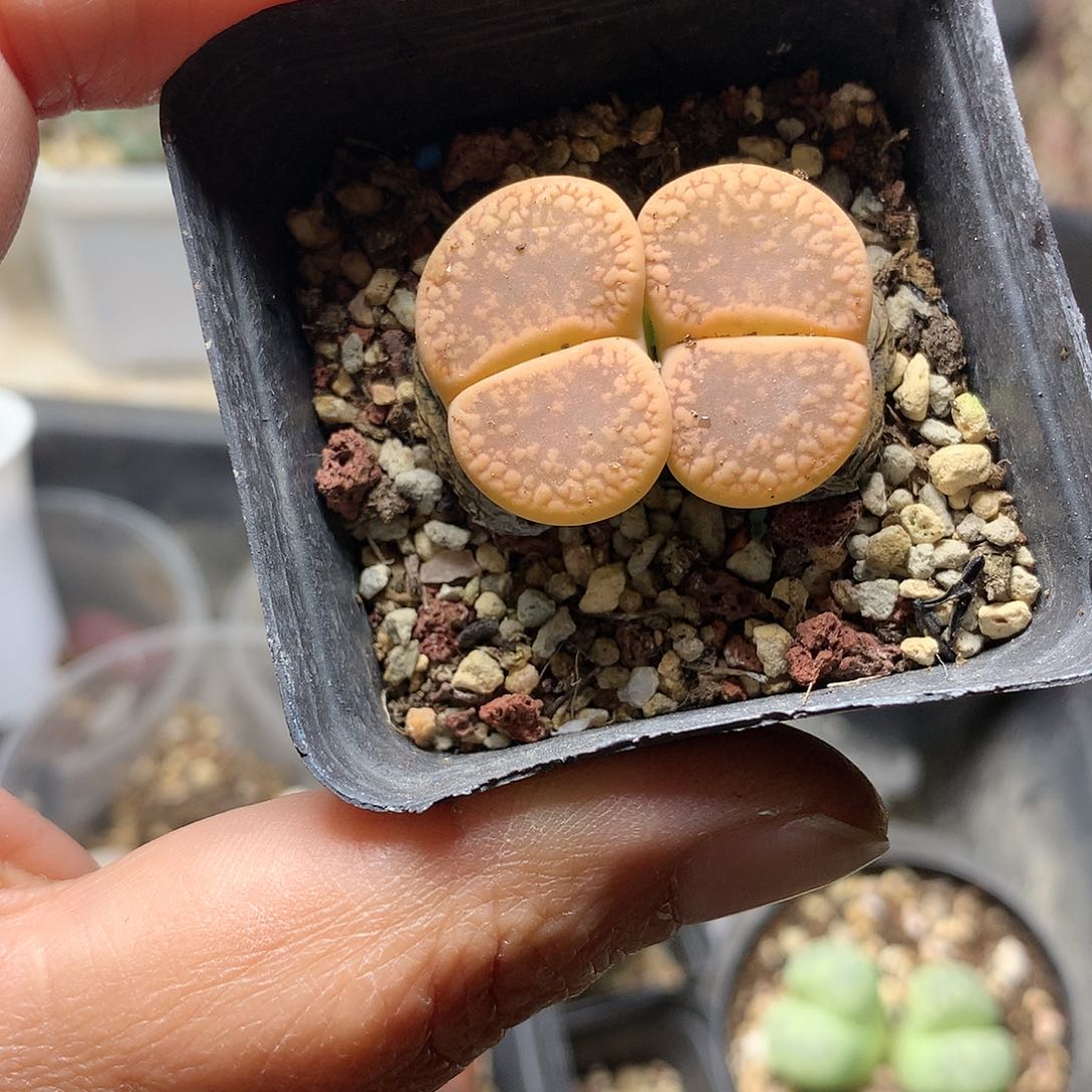 W106多肉植物保护