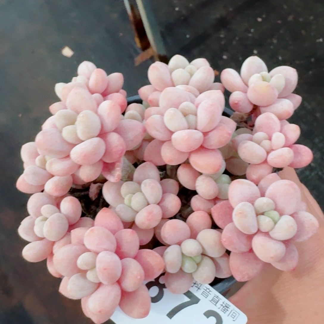 鱼子酱群生         精品多肉