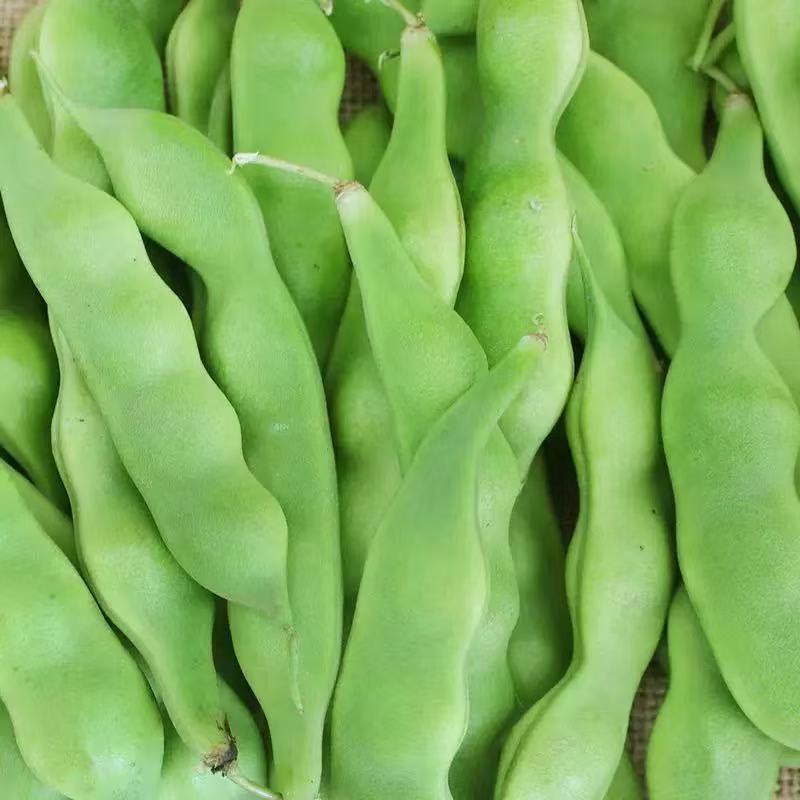东北新鲜现摘正宗九月青豆角