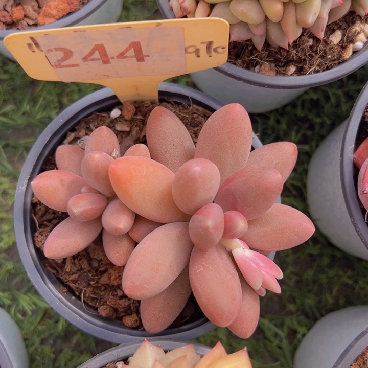 健健康康平平安安