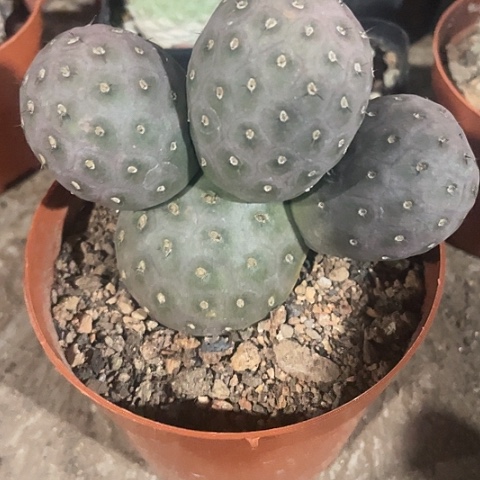 大型习自野带盆土