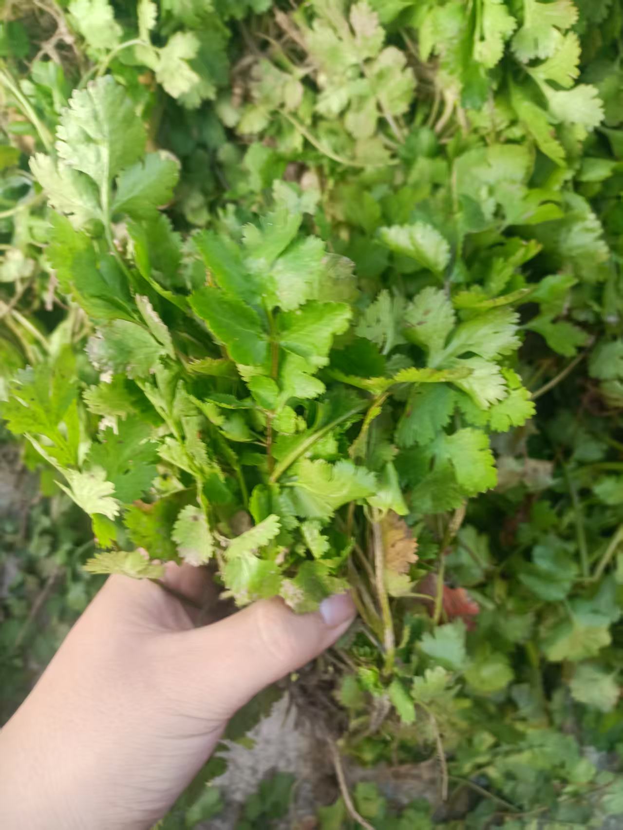 【香菜】农家自种新鲜现摘