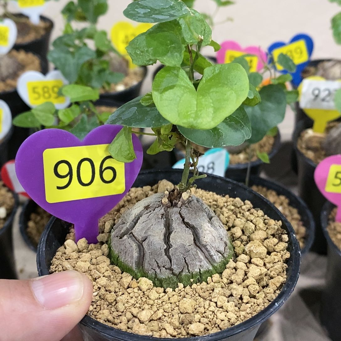 南非龟甲龙龟甲龙