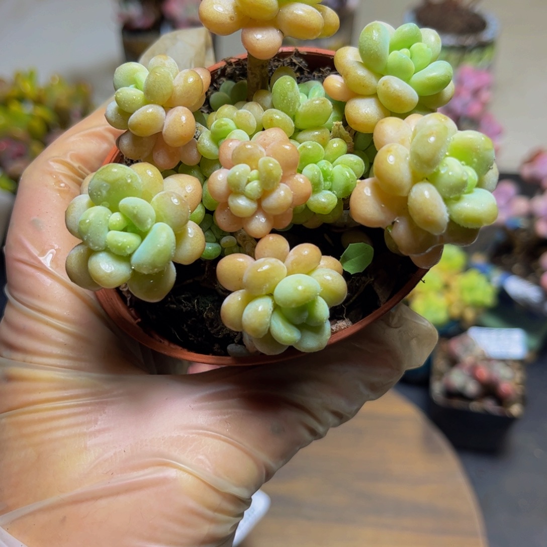 202洛可可9厘米多肉