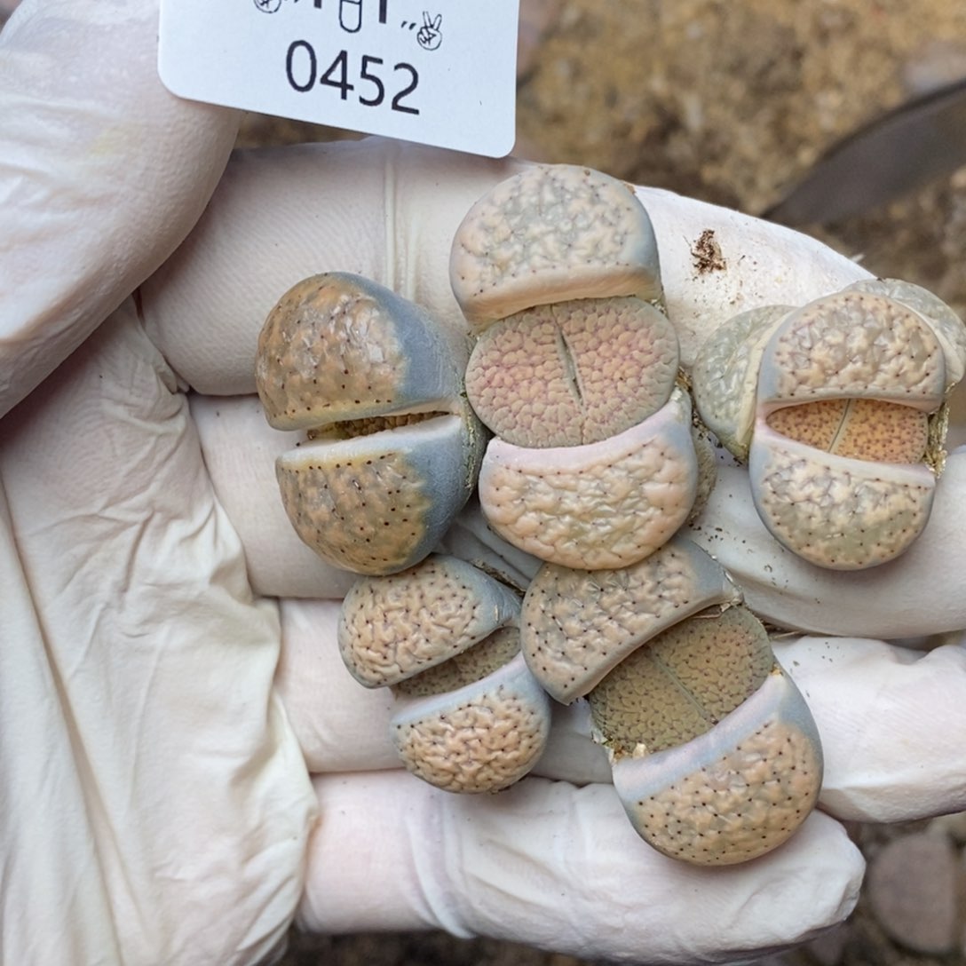 0452。零下拍保温。