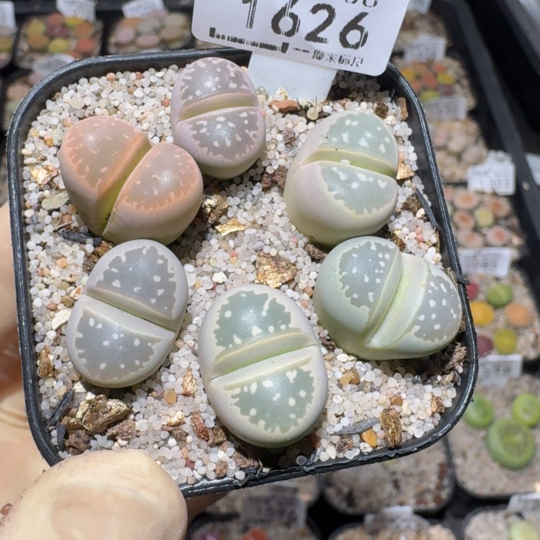 ZZZ精品清货价1626