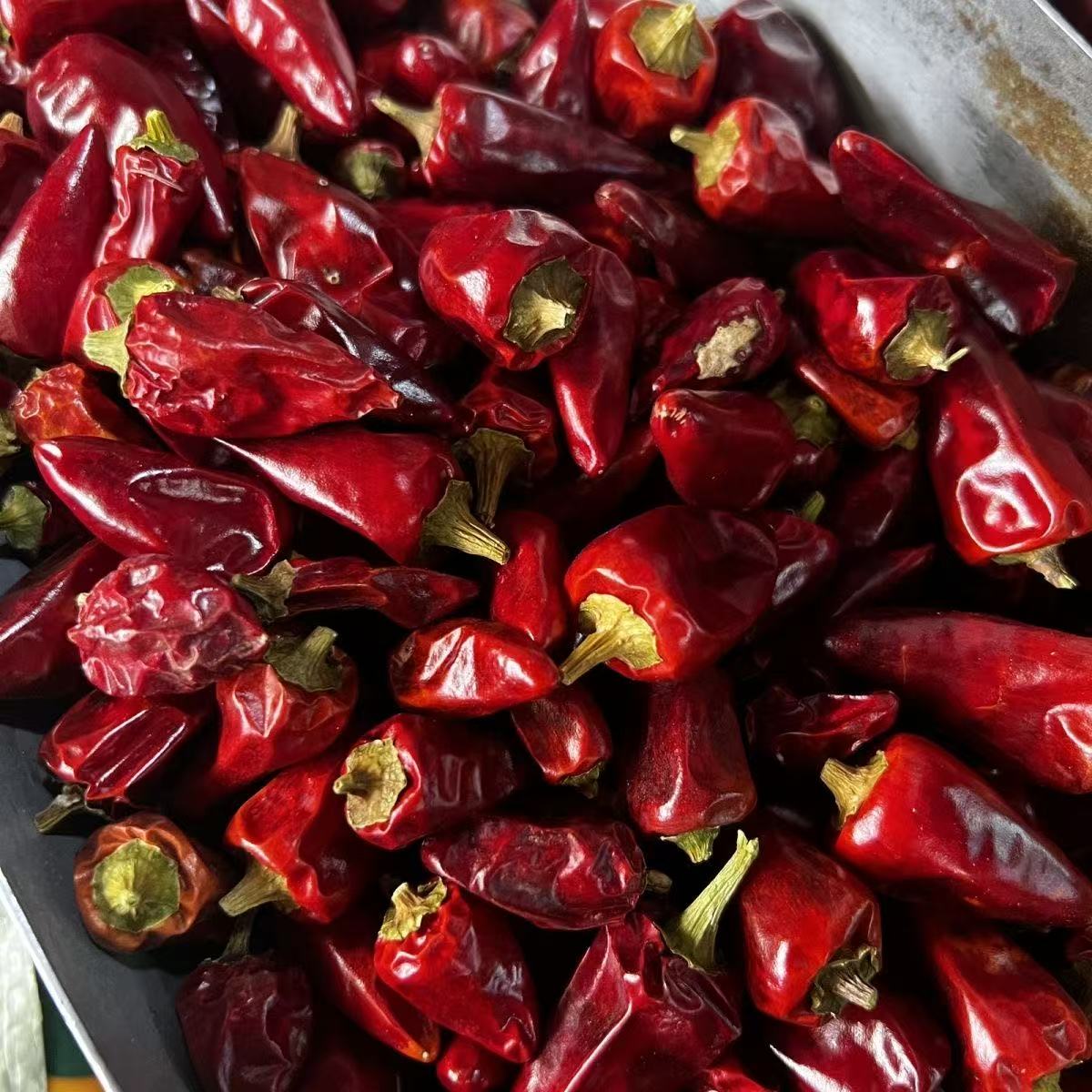 子弹头遵义辣椒贵州批发特产干辣椒商用中辣海椒特香香辣量大从优