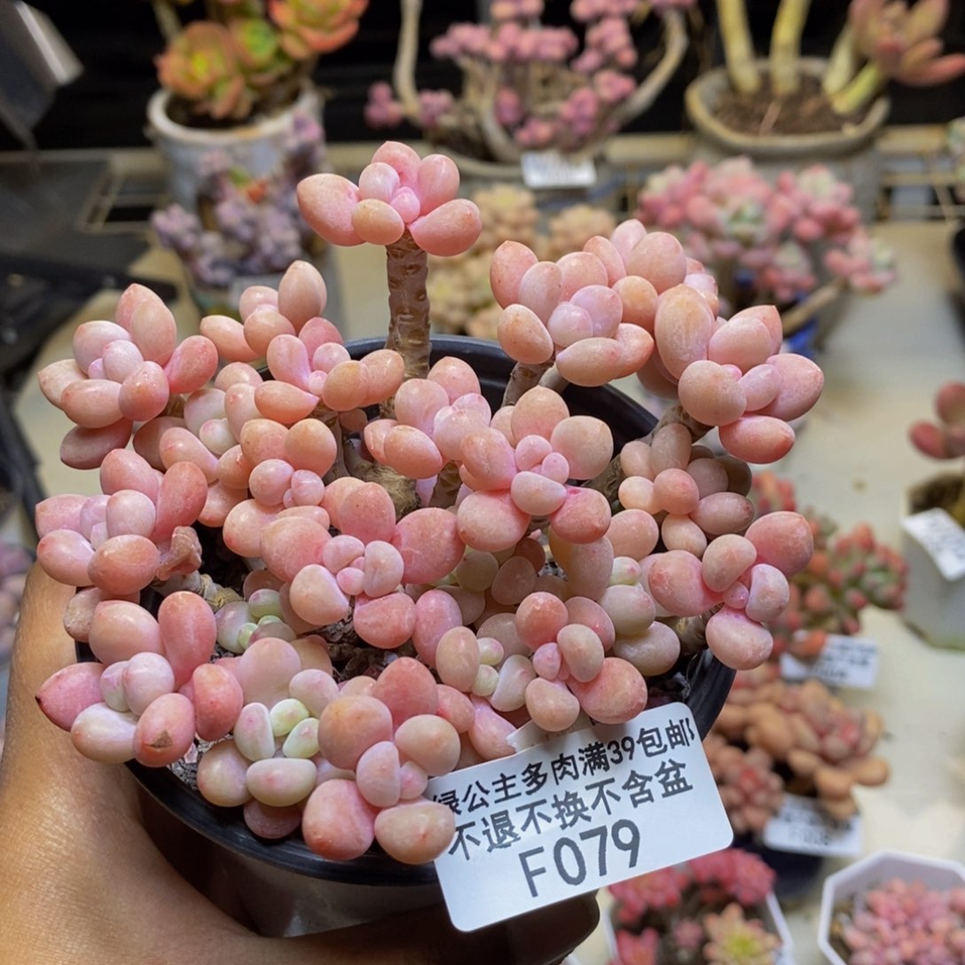 079鱼子酱多肉9c m