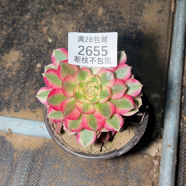 2655倾城多肉植物