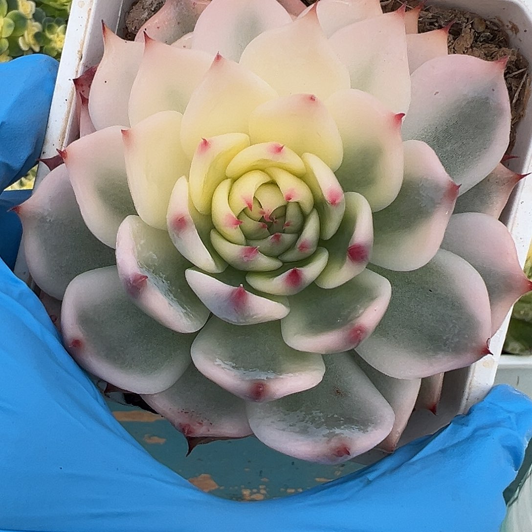 吉娃娃锦，半覆轮锦