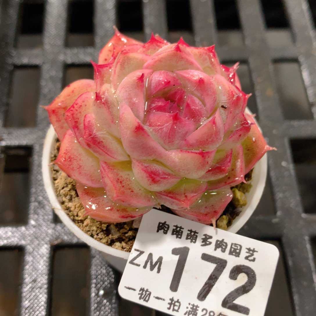 肉萌萌拇指盆精控多肉ZM172