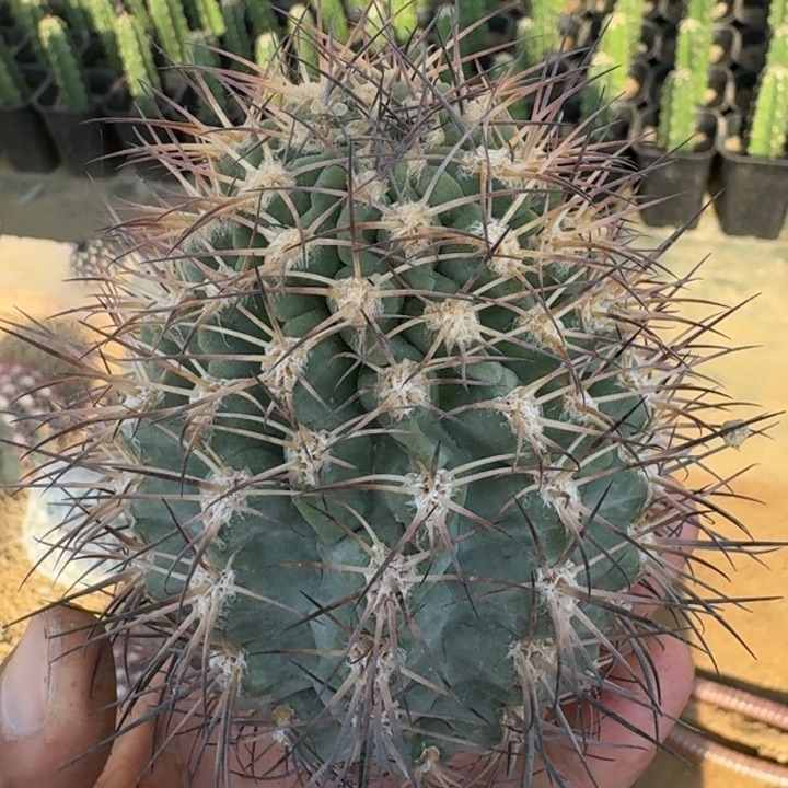 阿寒玉有根666666666