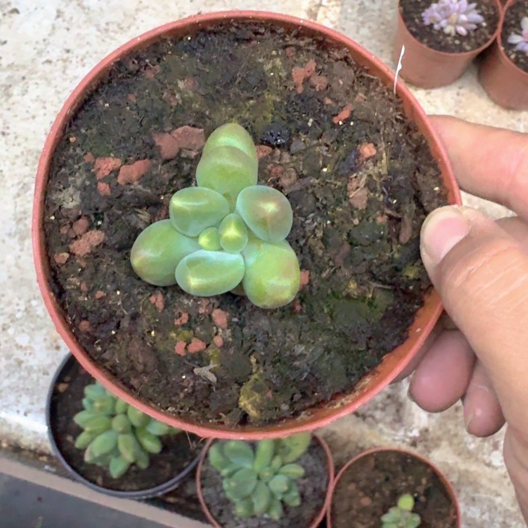 芭比亚 叶插 一物一拍
