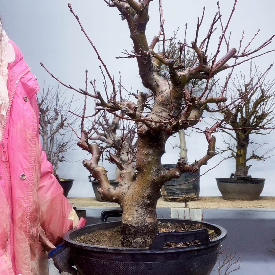 兵***?海棠盆景一物一拍