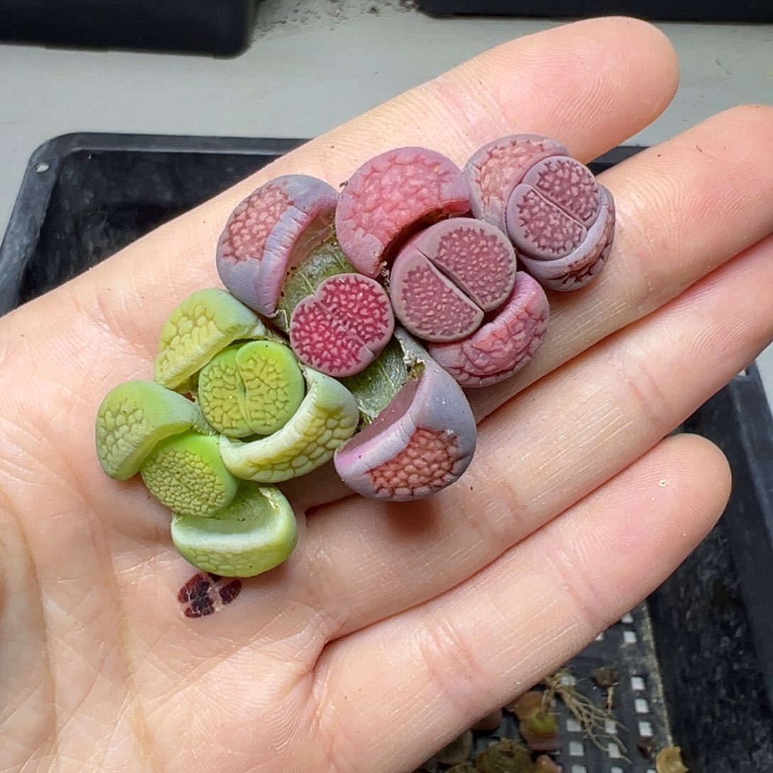 【闪购商品】095……