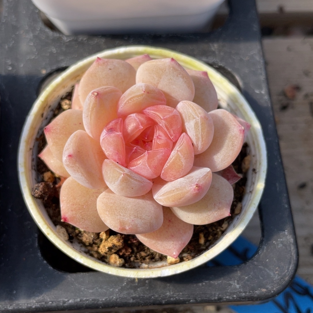 优选珍妮多肉福利2855