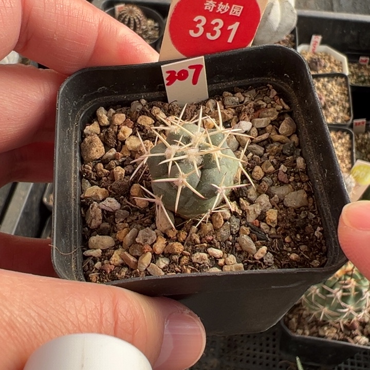 实生顶花大祥冠2cm