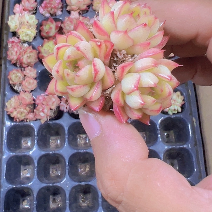 如梦令精品多肉植物大战