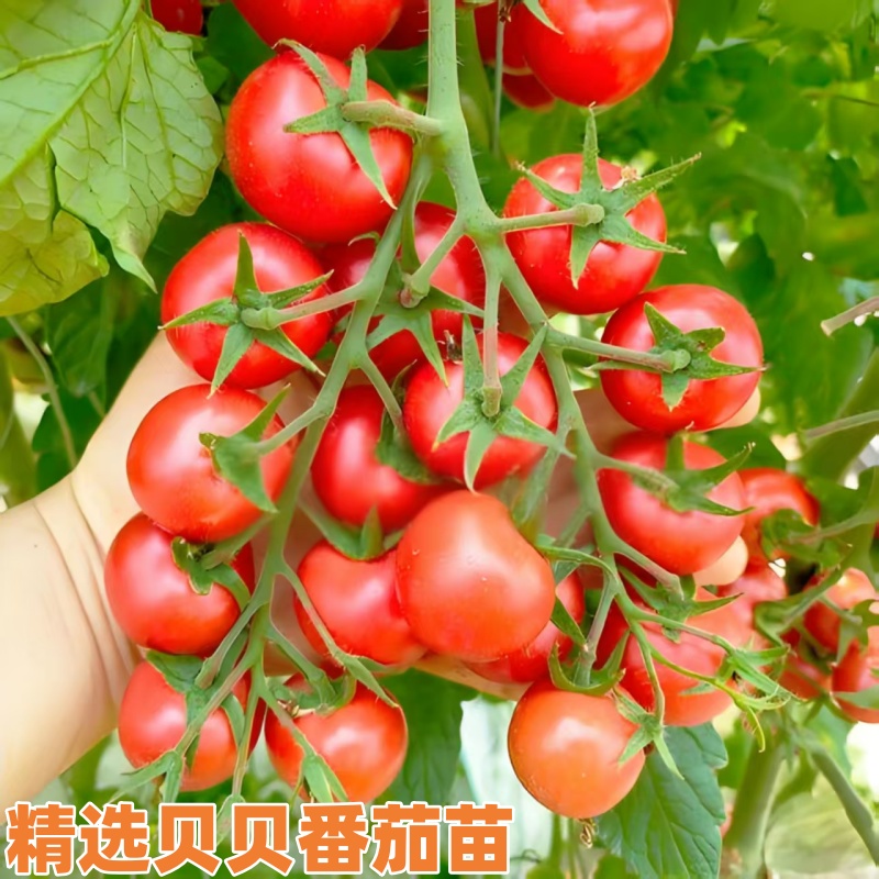 四季高产粉贝贝超甜小番茄苗适合庭院阳台盆栽