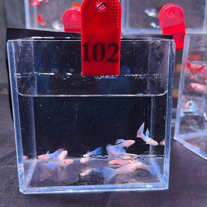 孔雀鱼102号，10条