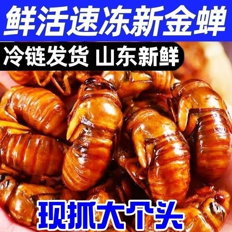 鲜活速冻发货顺丰发货知了猴爬蚱50只100只装油炸吃孜然吃都好吃