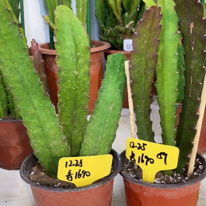 当前无花栽培后可以开花青*2盆