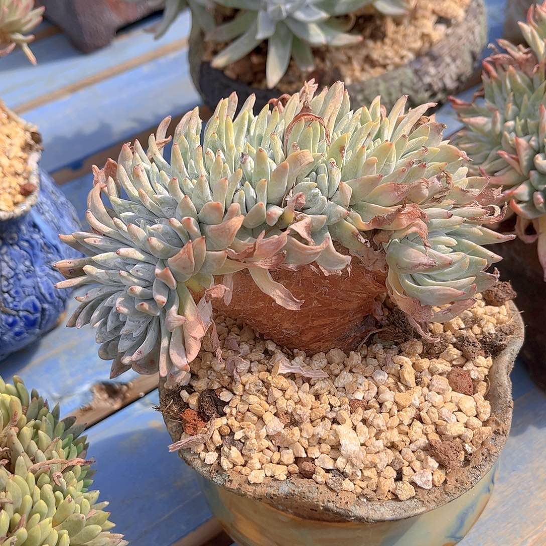 魑**魉白姆缀化老桩多头群生