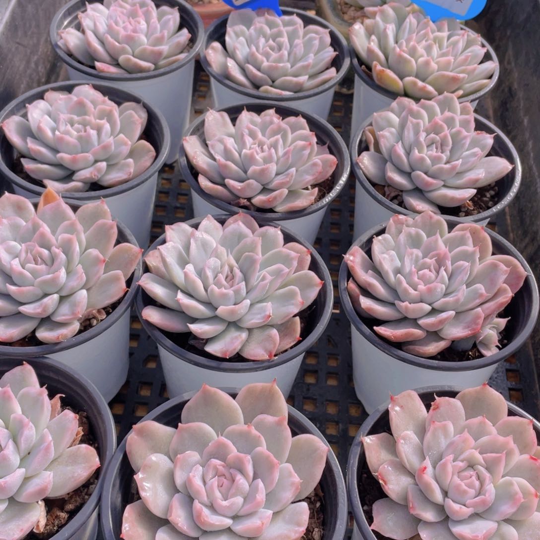 量拍81号 辛普森锦单头2个