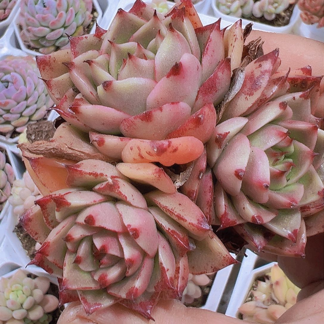 彩椒19包邮植物多肉