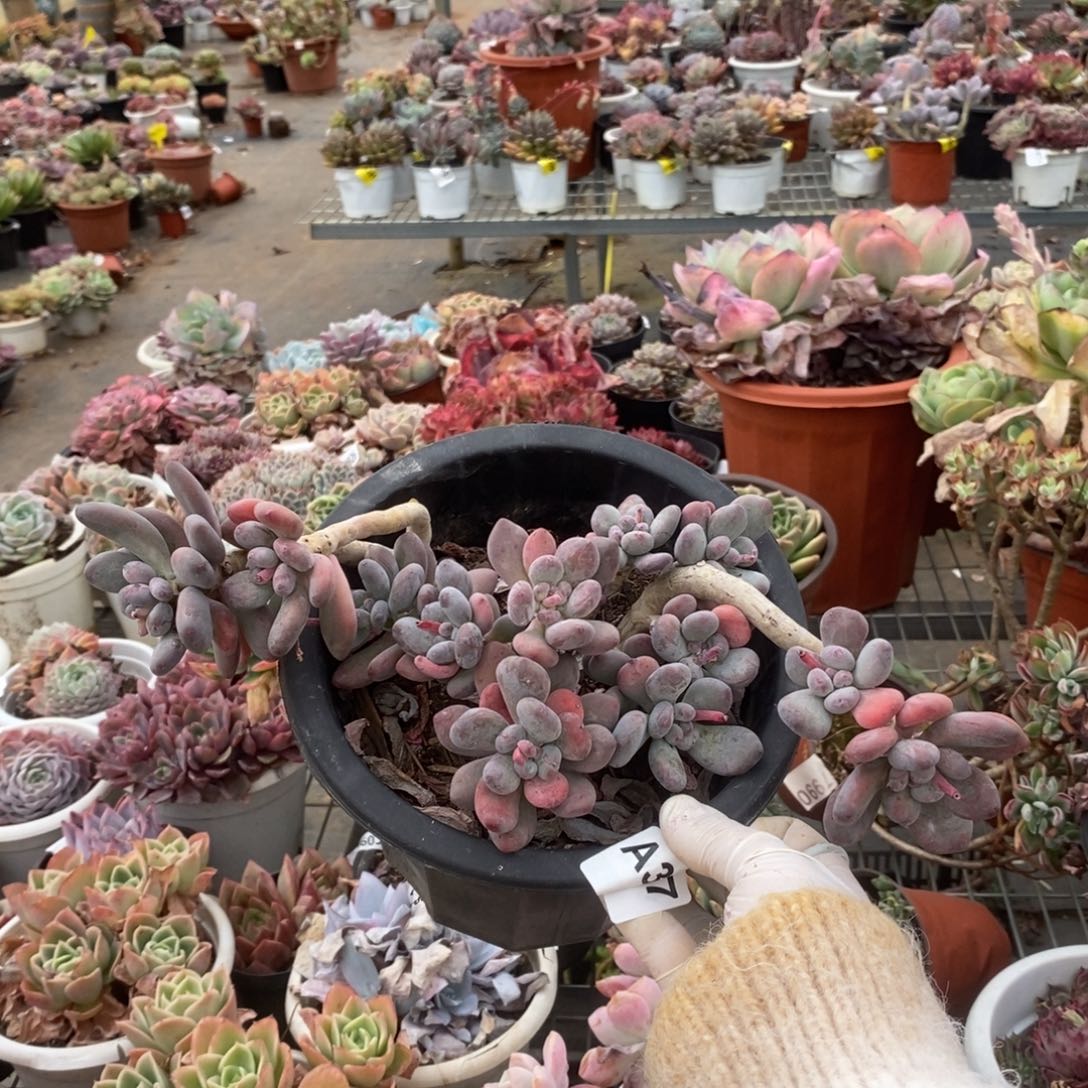 387苹果奶酪一物一拍