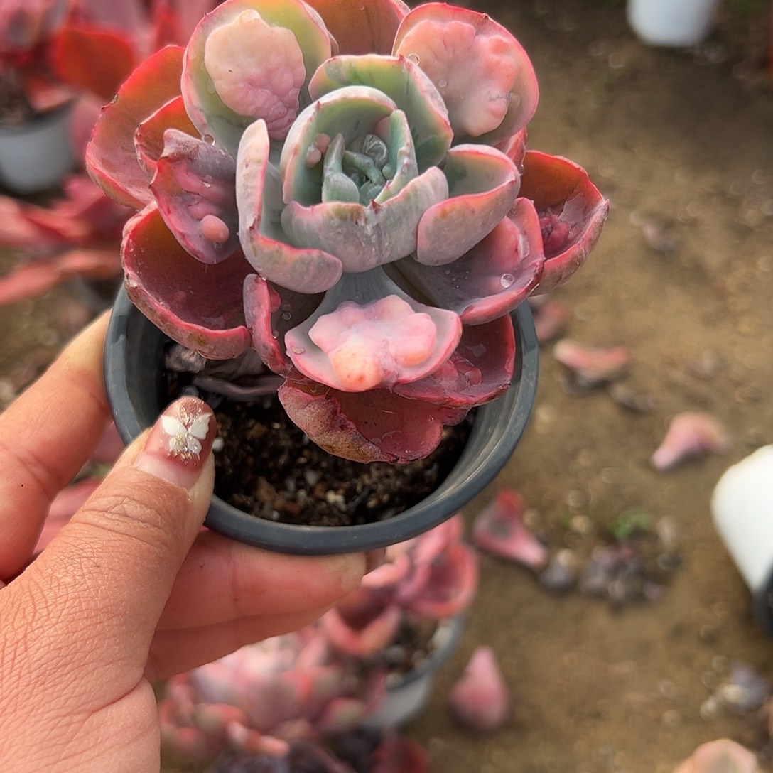 多肉植物雨滴锦单头