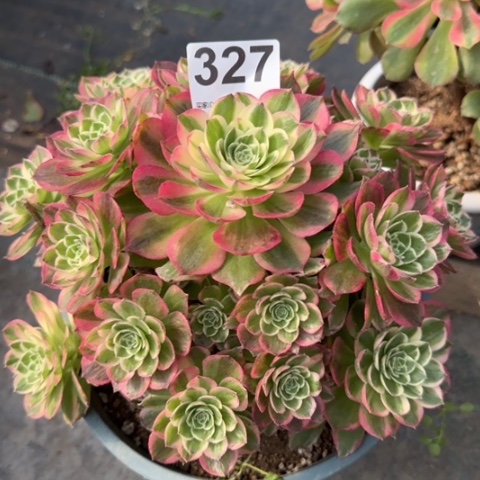 327海王20厘米左右