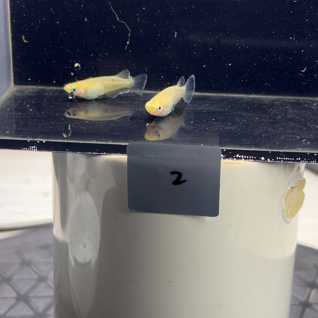 青鳉鱼2。          
