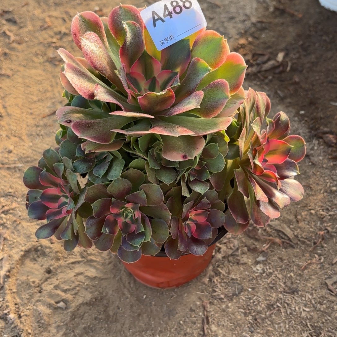 香妃多肉断枝不包488